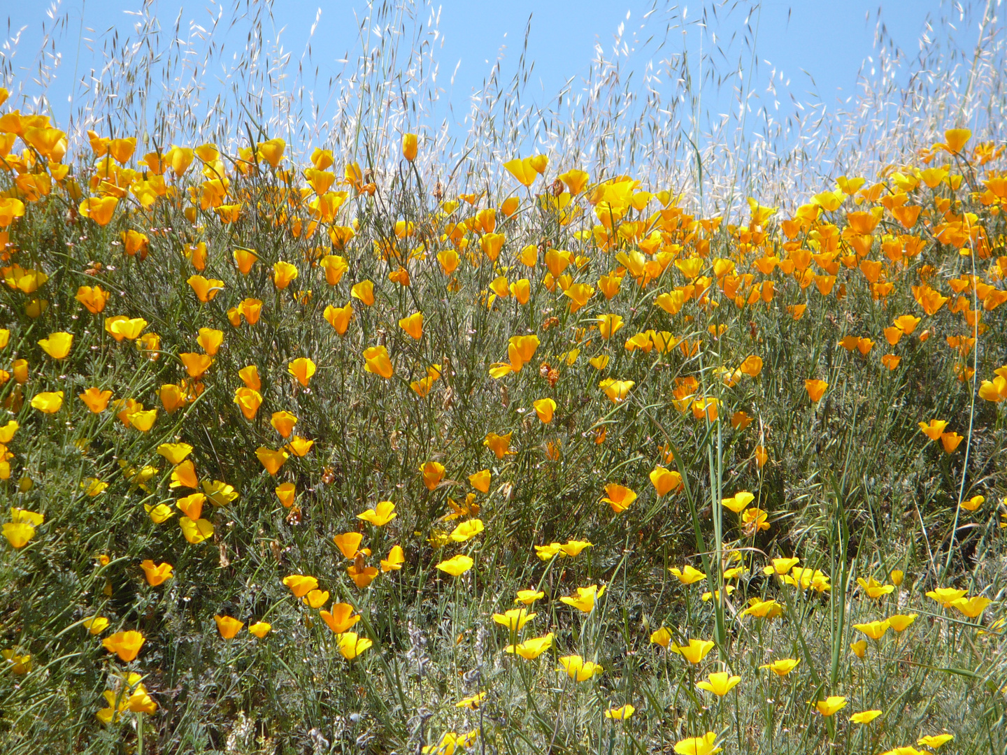 Primavera Silvestre