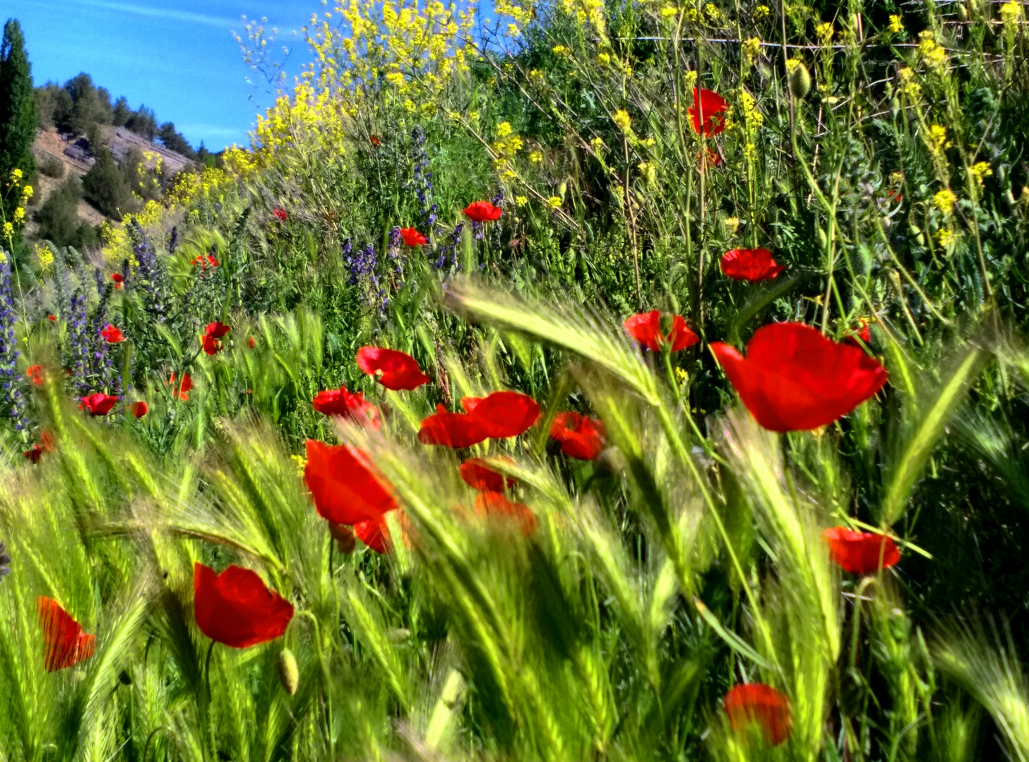 PRIMAVERA SORIANA