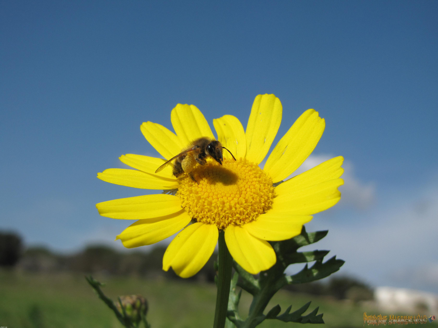 Primavera su margherita