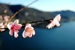 Primavera sul lago