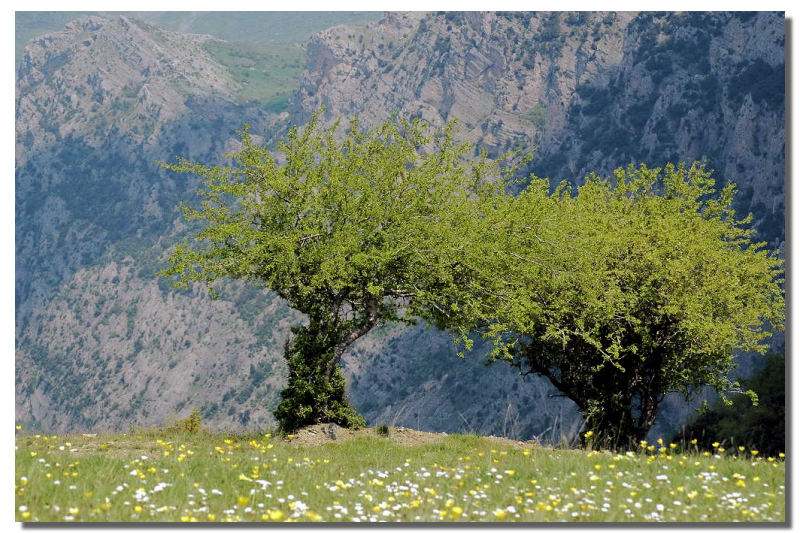 primavera sul "Pollino"