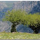 primavera sul "Pollino"