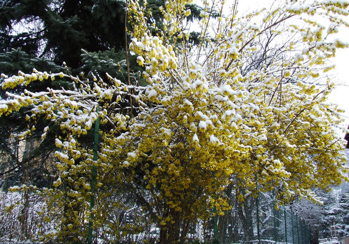 Primavera tormentata.