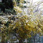 Primavera tormentata.