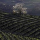 primavera tra i vigneti (2) 