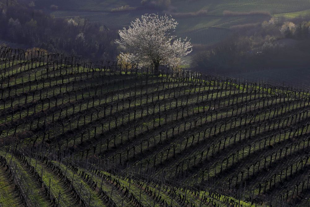 primavera tra i vigneti (2) 