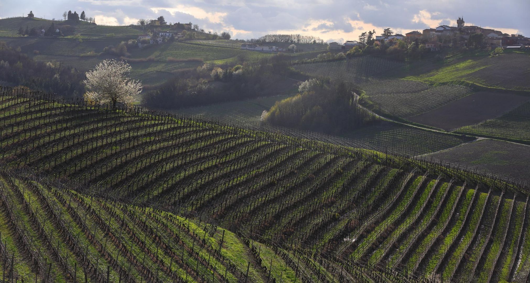 primavera tra i vigneti (3)