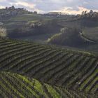 primavera tra i vigneti (3)