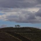 primavera tra i vigneti (5)