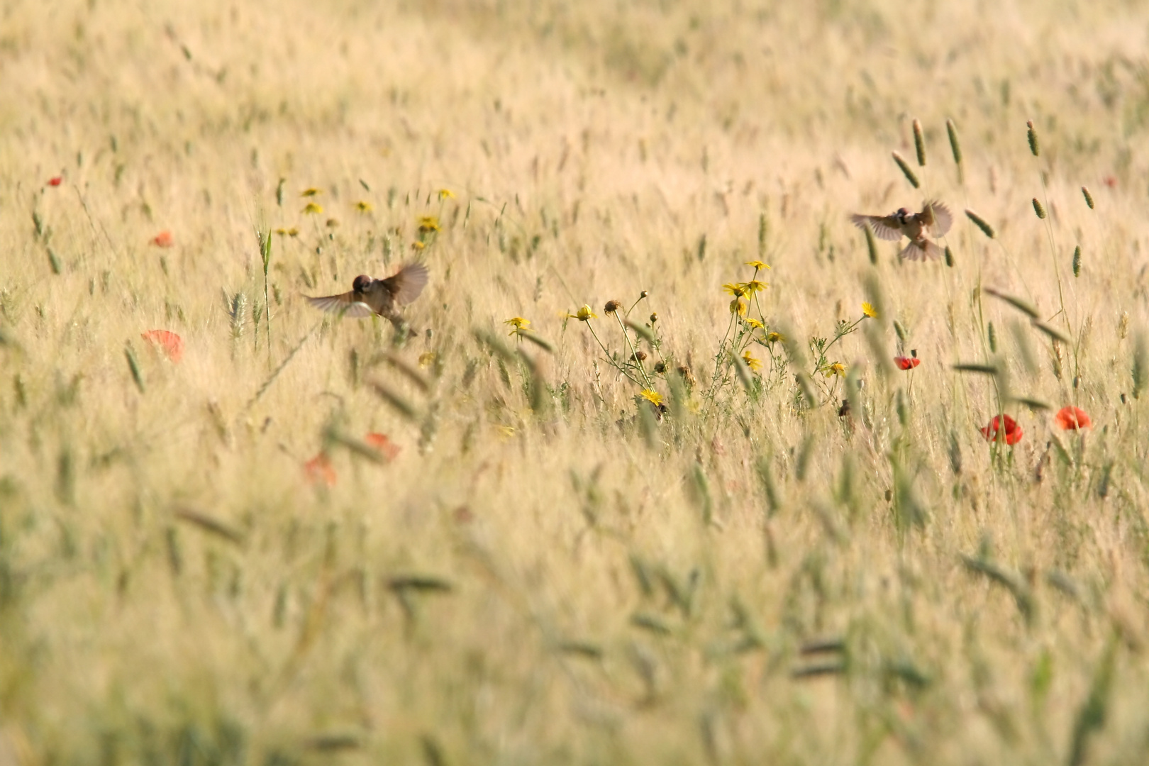 PRIMAVERA TRA LE SPIGHE DI GRANO