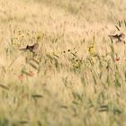 PRIMAVERA TRA LE SPIGHE DI GRANO