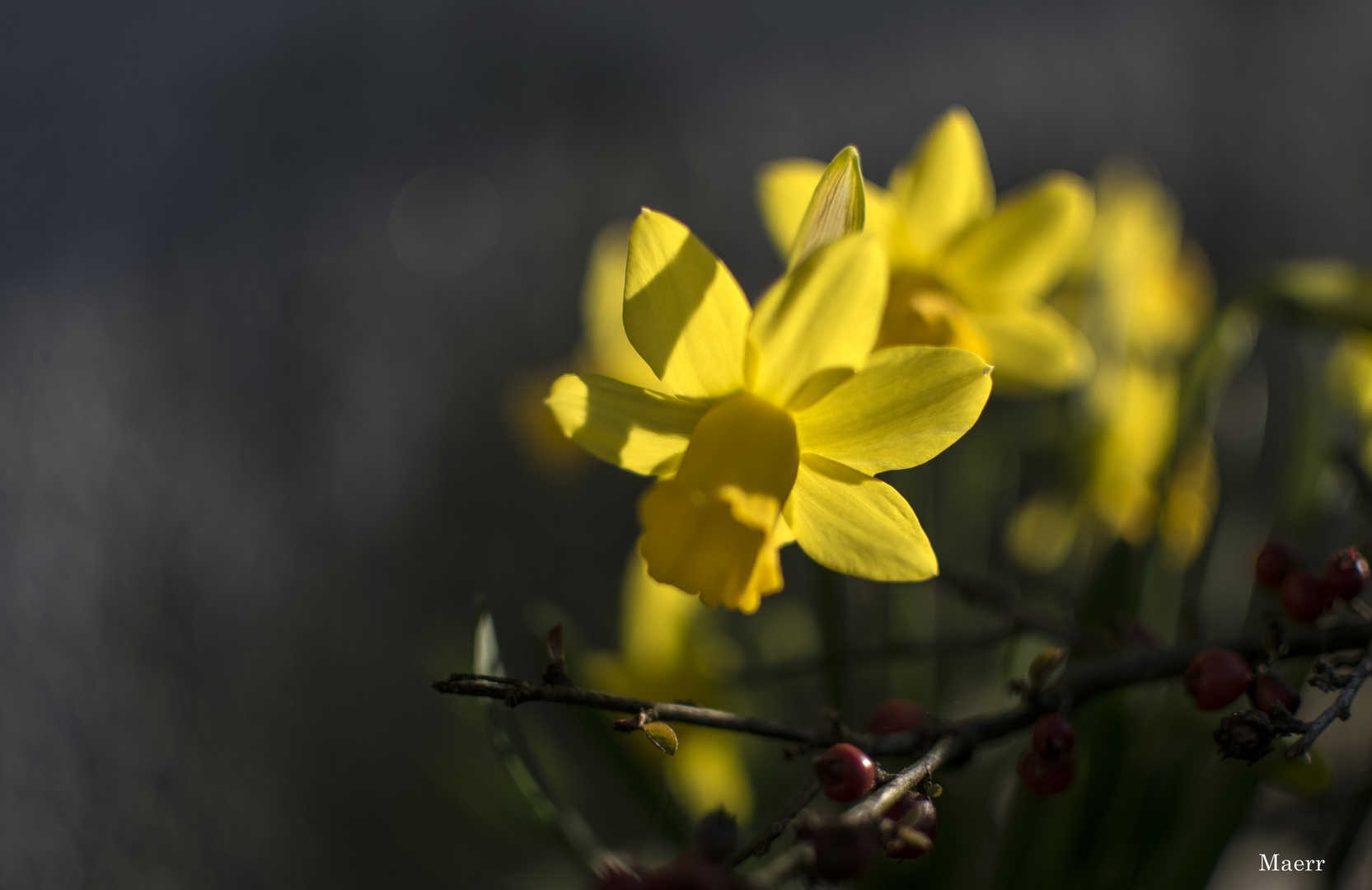 Primaverales y humildes 