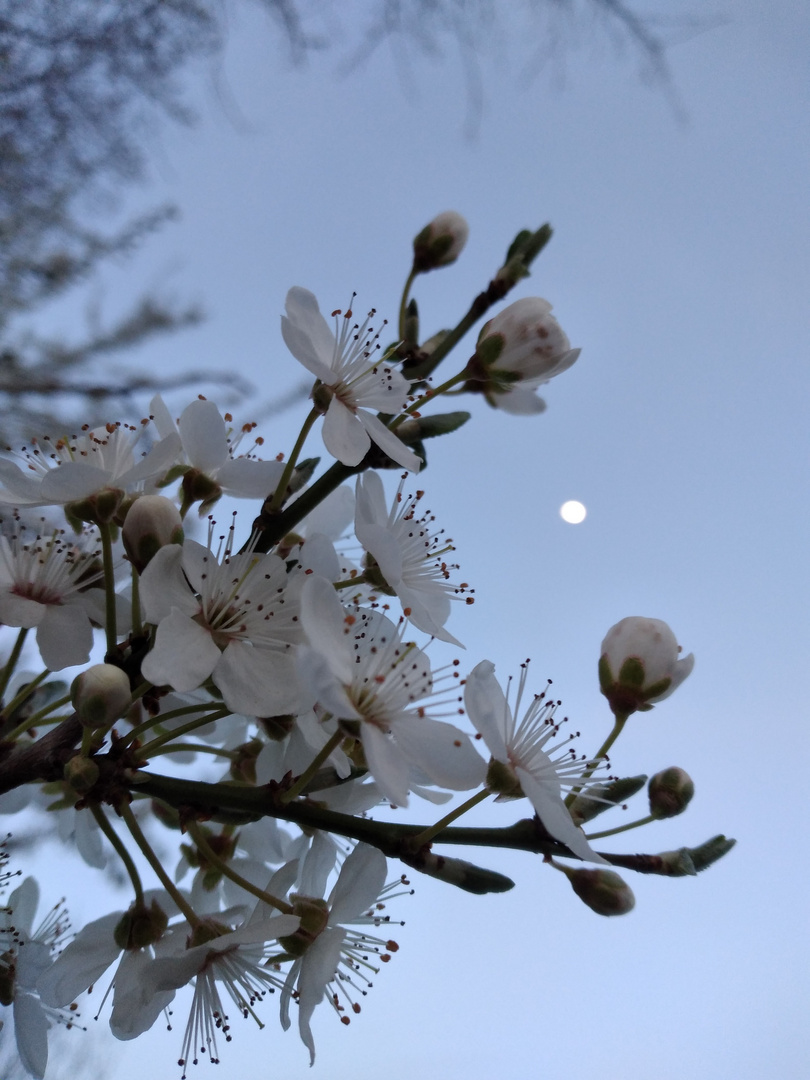 Primaveraluna