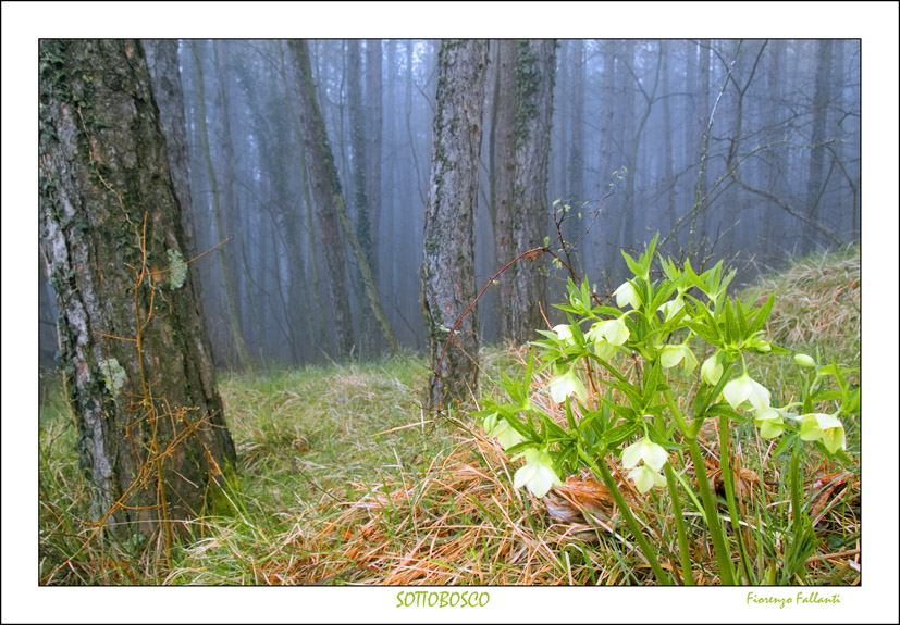 Prime piante primaverili...