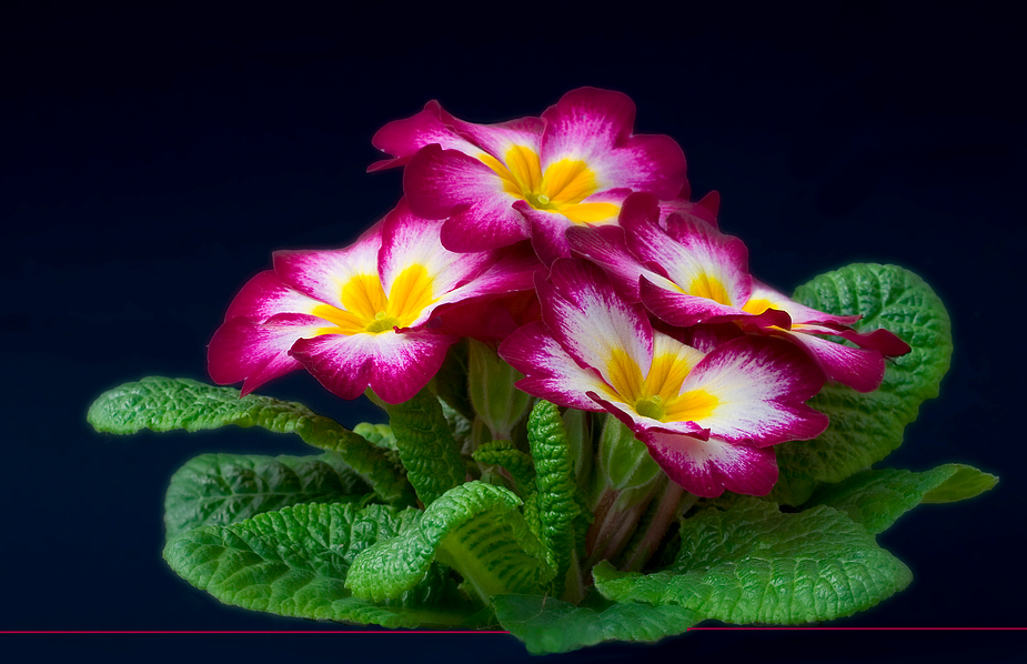 Primel Foto & Bild | pflanzen, pilze & flechten, blüten ...