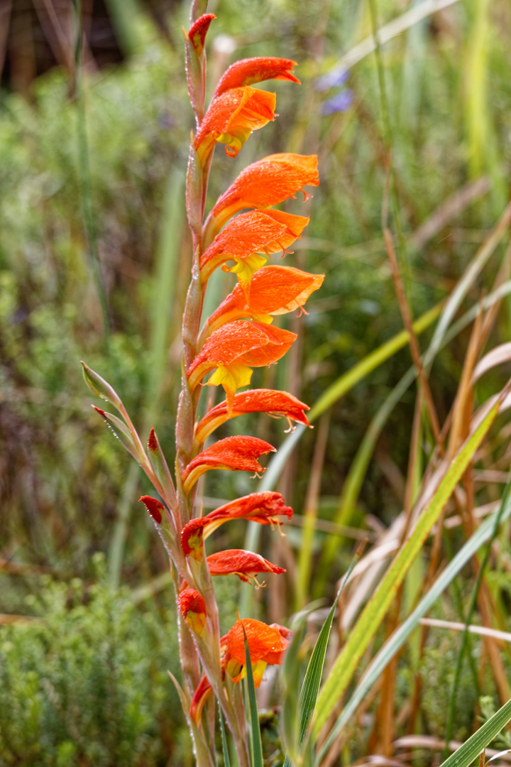 Primel-Gladiole