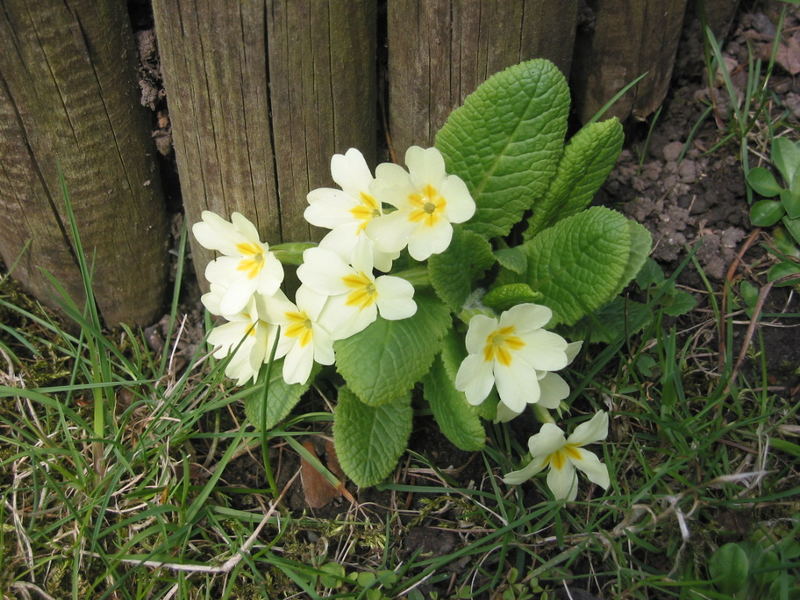 Primel im Frühling