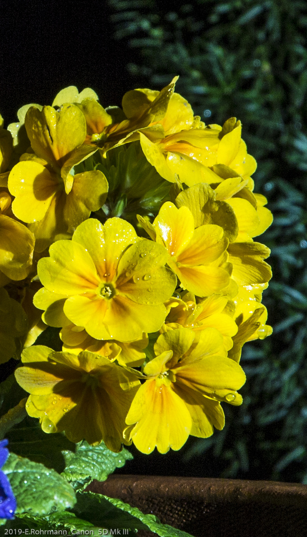 Primel im Garten