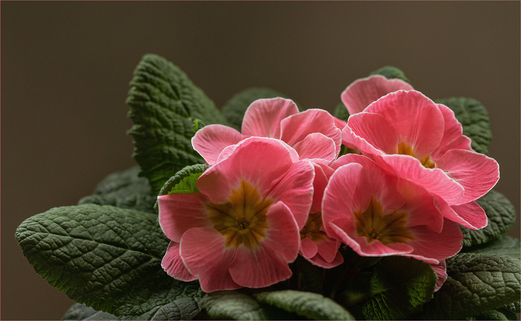 Primel - Primula....