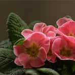 Primel - Primula....