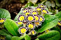 Primel (Primula)