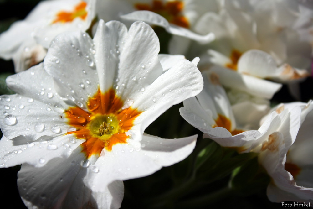 Primel (Primula vulgaris)