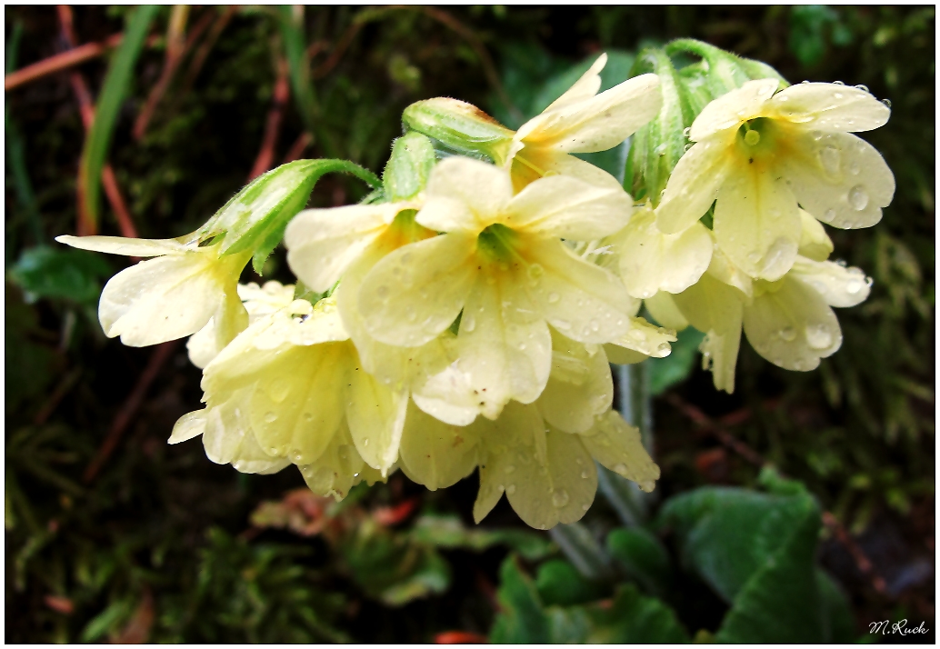 Primelchen im Regen ,