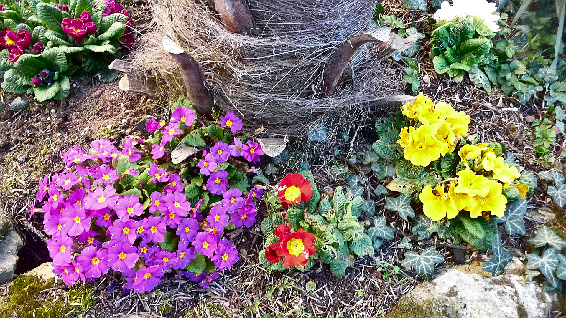 Primeldeko unter der Palme