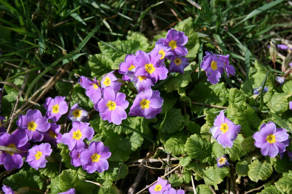 Primeln aus dem Garten