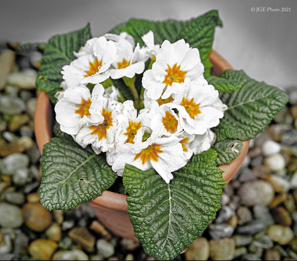 Primeln im Garten