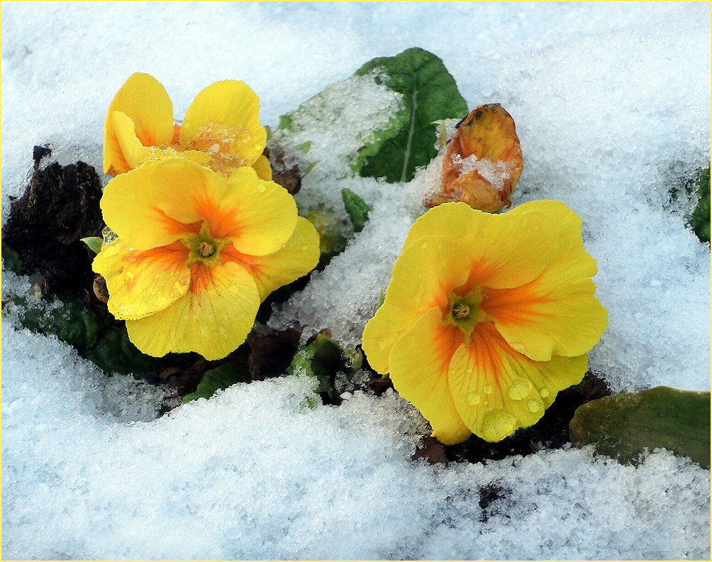 Primeln im Schnee