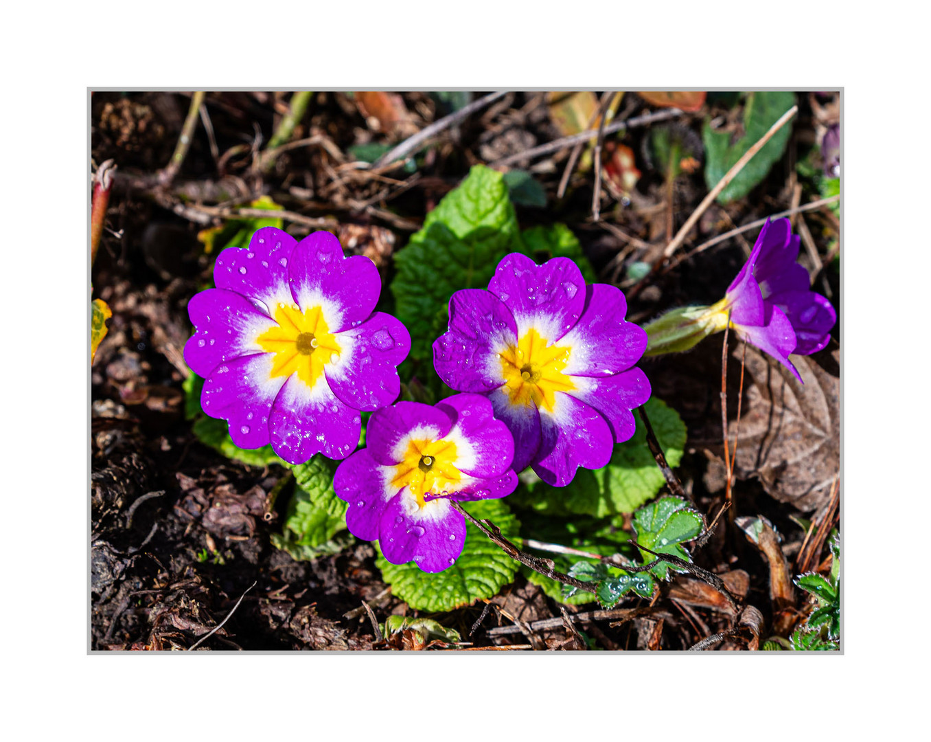 Primeln in meinem Garten