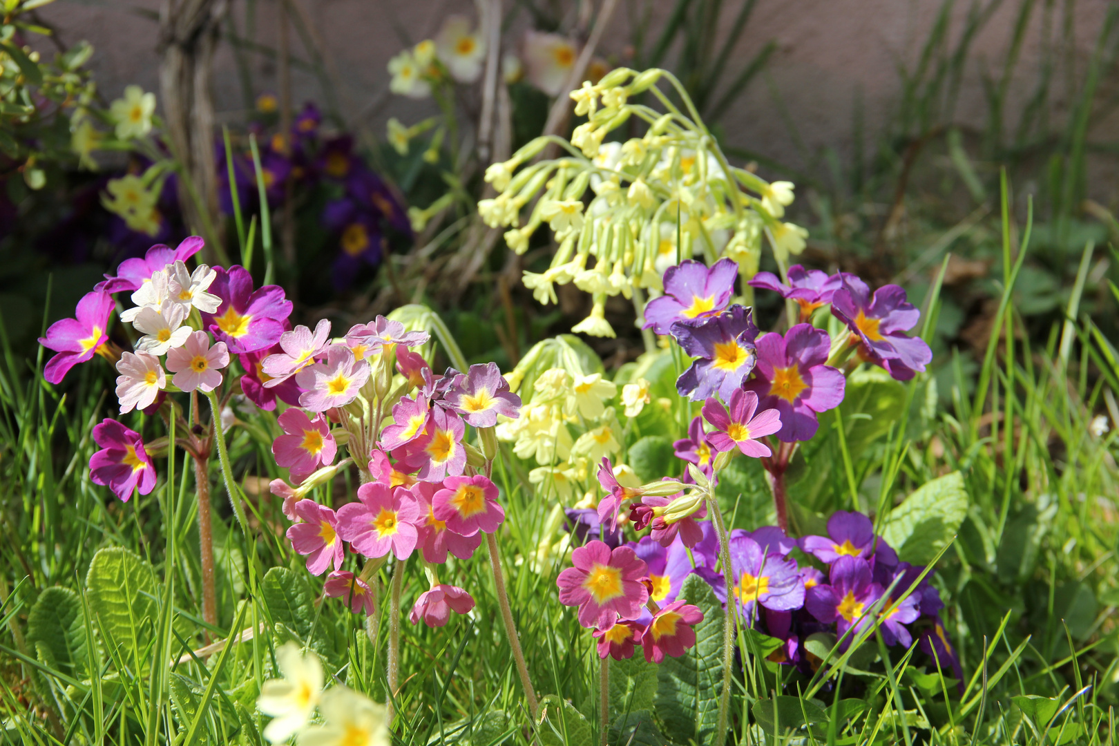 Primeln in meinem Garten