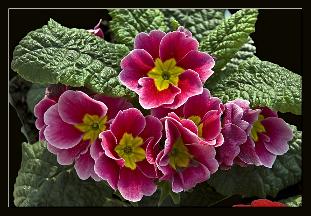 Primeln (primula)