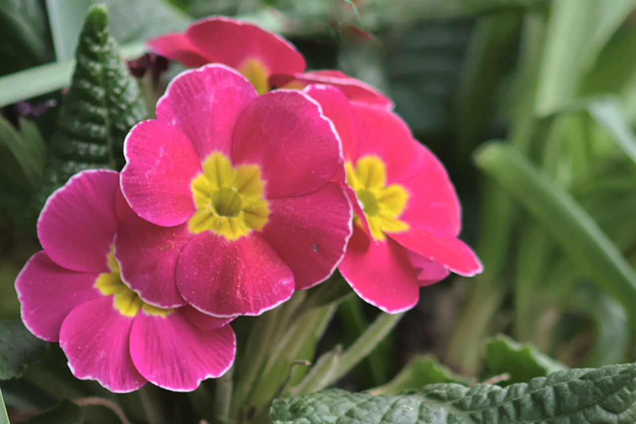 Primeln (Primula)