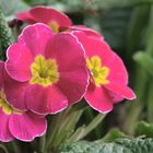 Primeln (Primula)