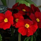 Primeln ( Primula)