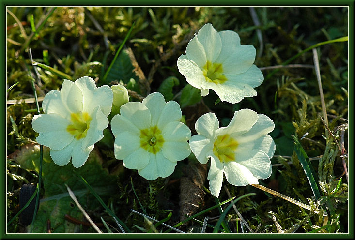 Primeln zum Vallentinstag