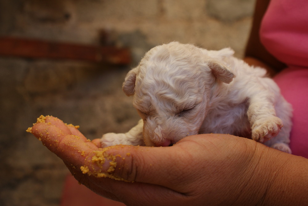 primer comida de este bebe