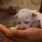 primer comida de este bebe