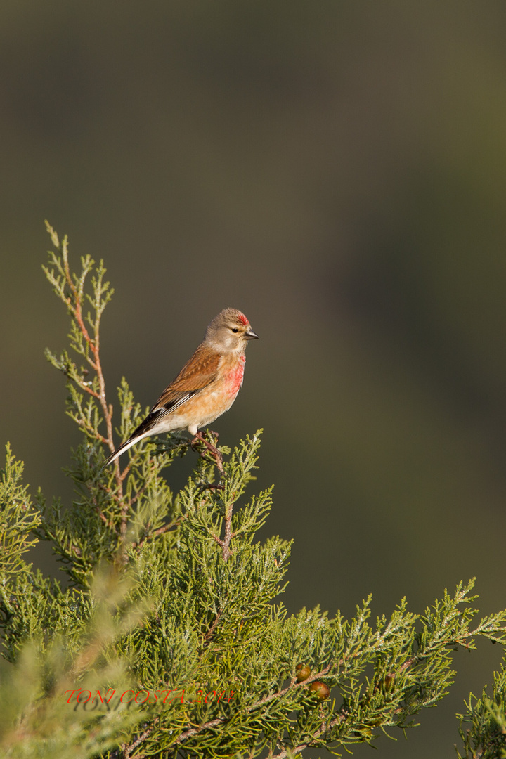 primer pajaro