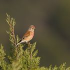 primer pajaro