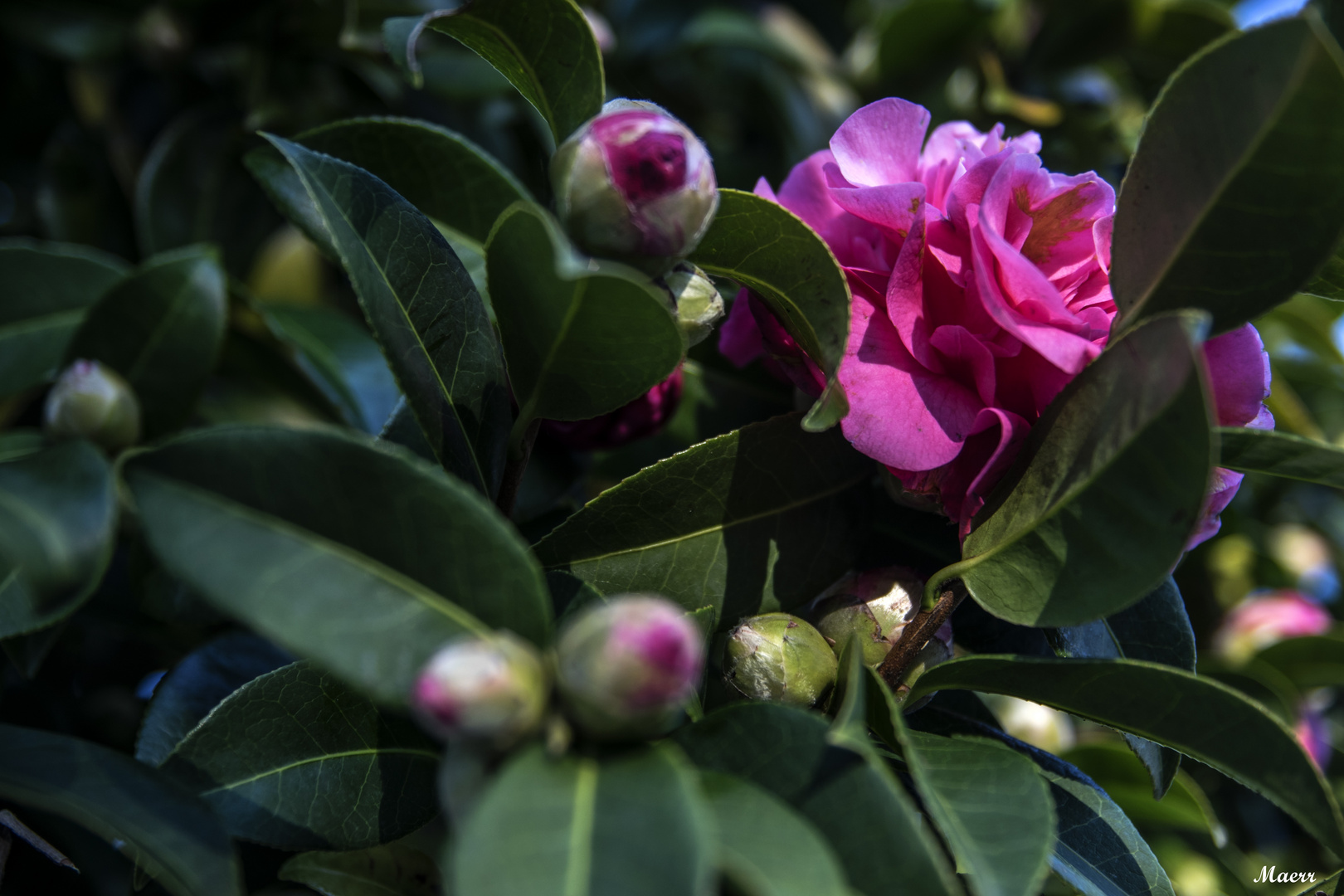 Primera floración de camelias 2018