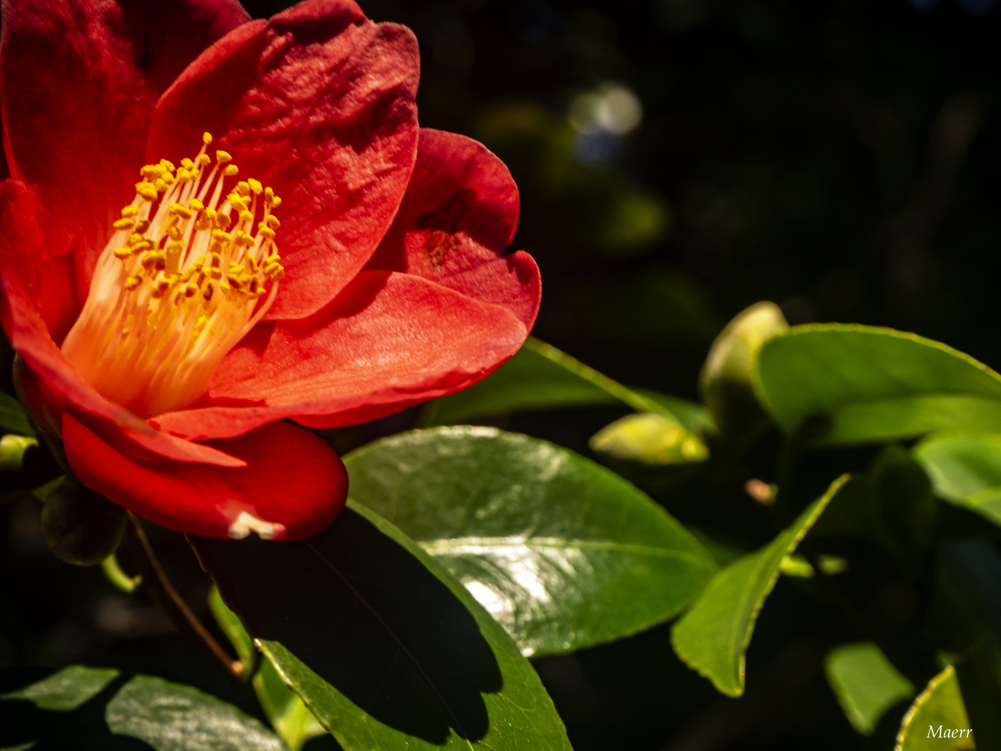 Primera floración de camelias 2019