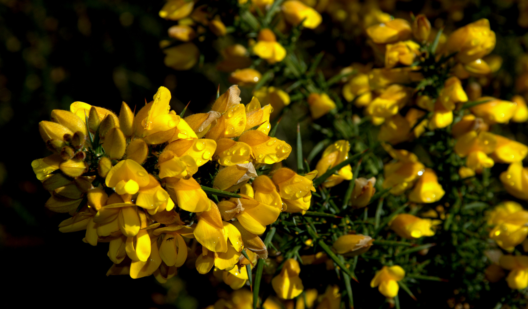 primera primavera