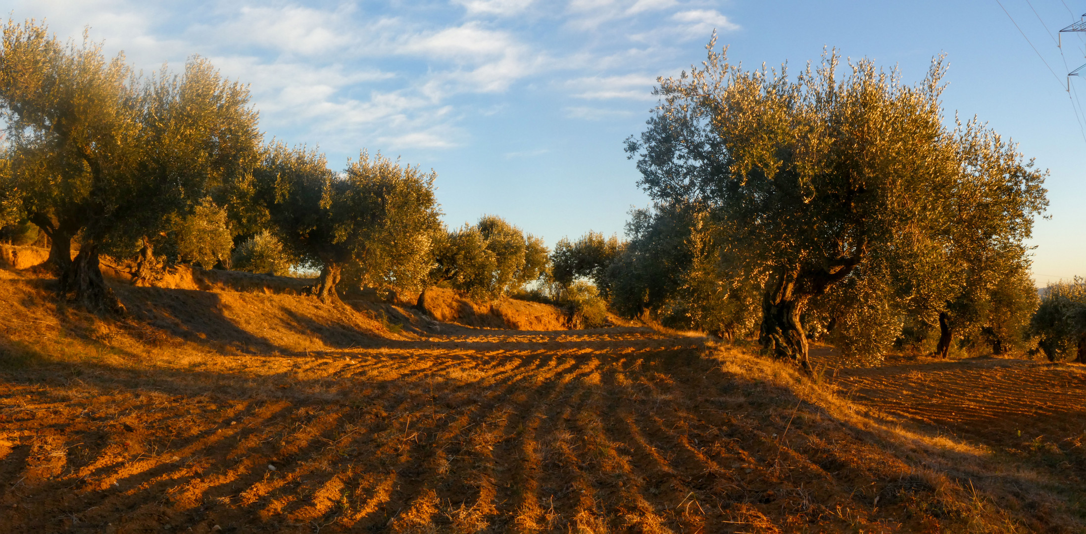 Primera tarda  d'hivern. Camp d'oliveres