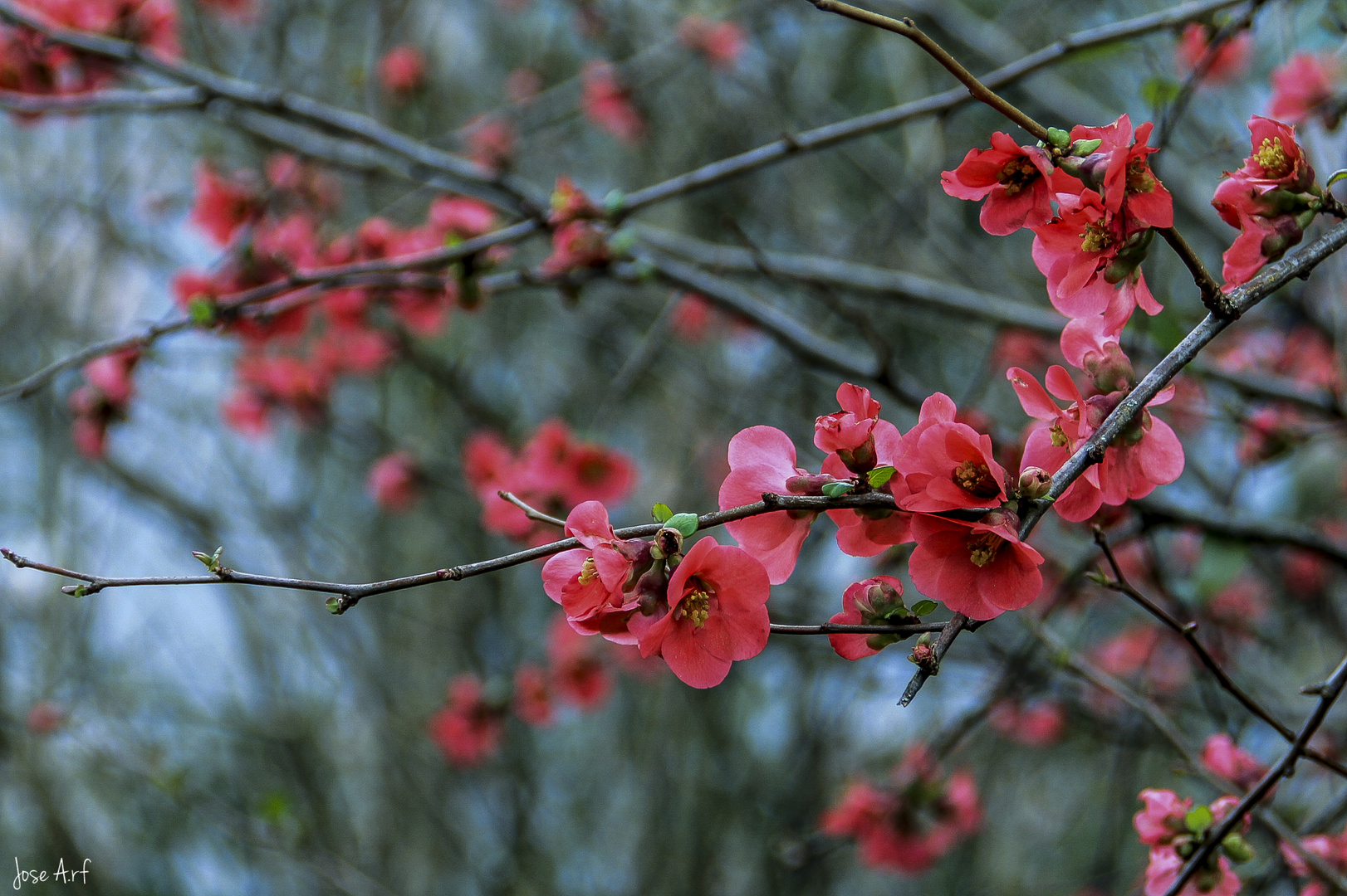 Primeras flores