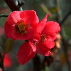 primeras flores de la primavera