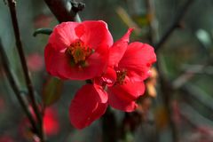 primeras flores de la primavera