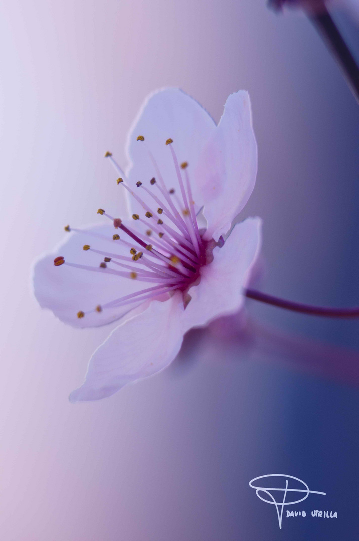 Primeras flores de primavera Imagen & Foto | estaciones del año, primavera, flor Fotos de fotocommunity Primeras flores de primavera Imagen & Foto | estaciones del año, primavera, flor Fotos de fotocommunity